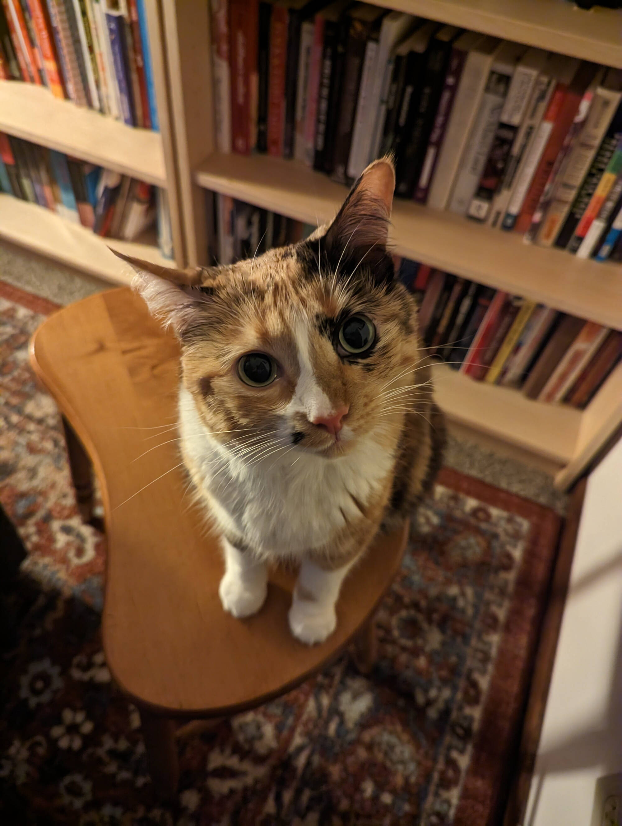 Janelle's cat